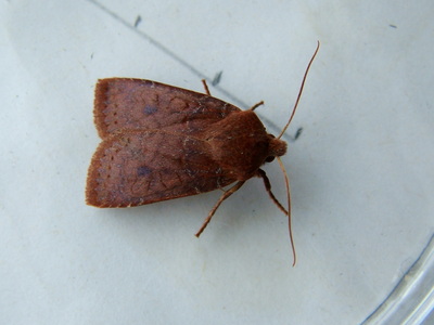 Chestnut